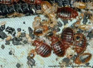 bed bugs, nymphs, and eggs