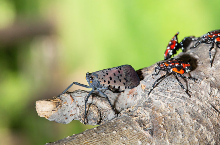 after-covid-19-the-spotted-lanternfly-could-be-public-enemy-no-1