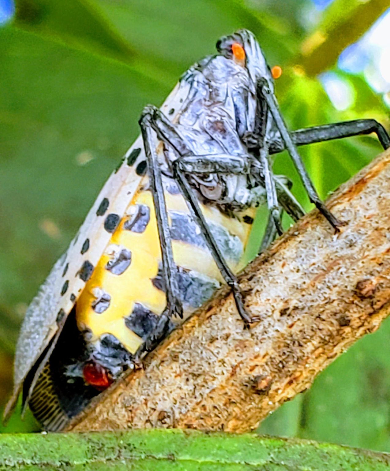 spotted lantern fly poison