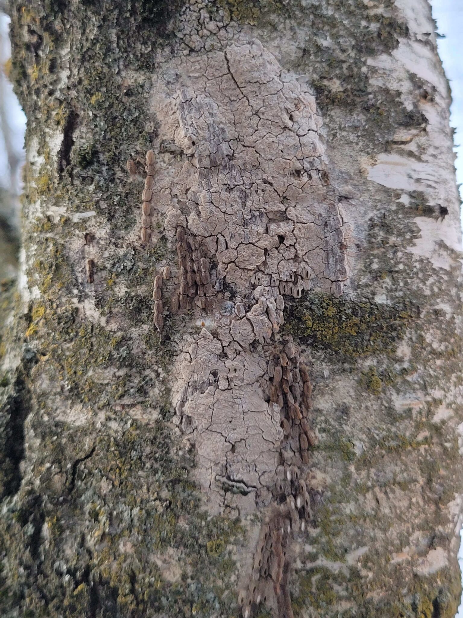 spotted lantern fly tree damage