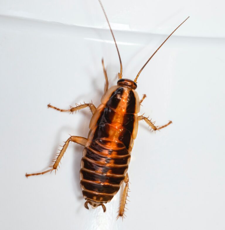 How to Get Rid of Roaches | Dominion Pest Control