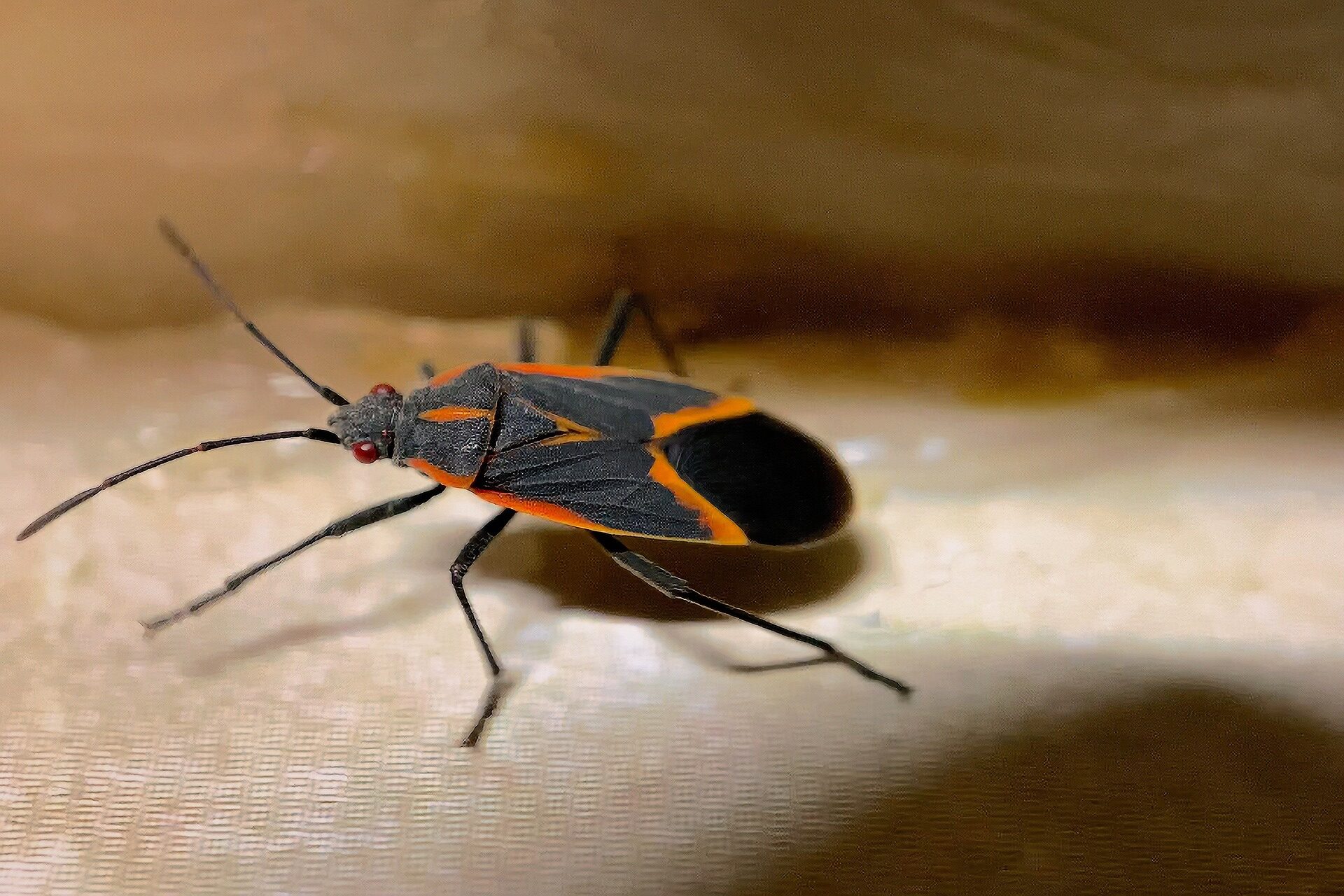 How To Get Rid Of Boxelder Bugs Dominion Pest Control