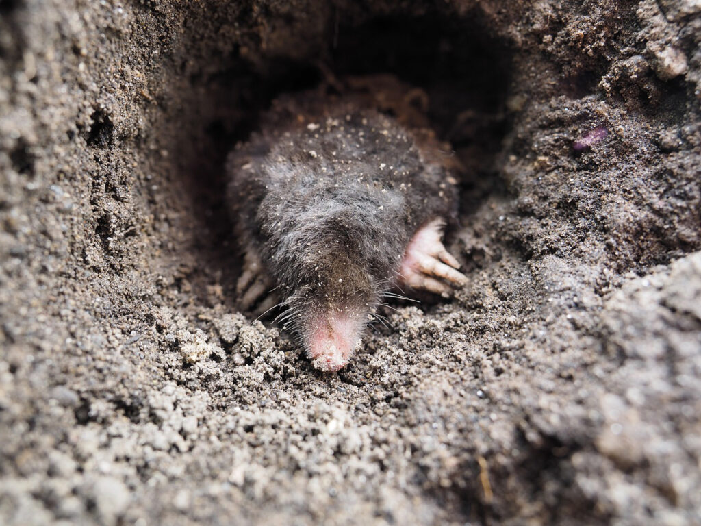 Ground Mole