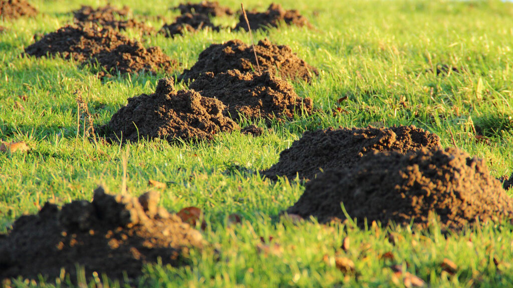 How to Get Rid of Moles in Your Yard