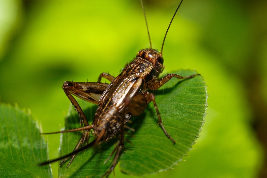 How to Get Rid of Crickets