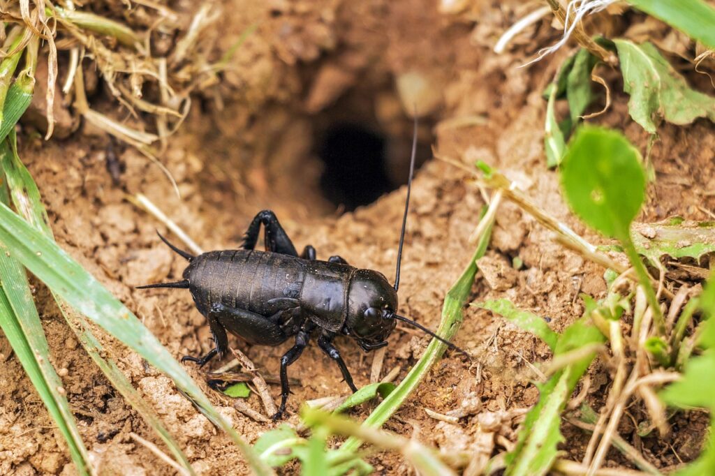 How to Kill Crickets