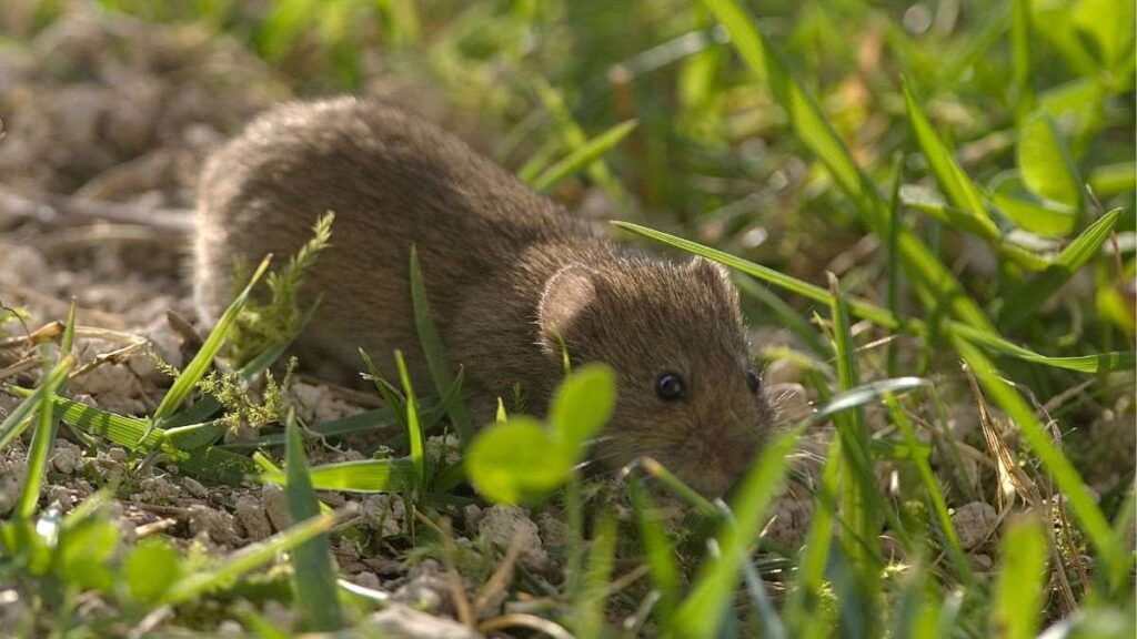 vole on a lawn