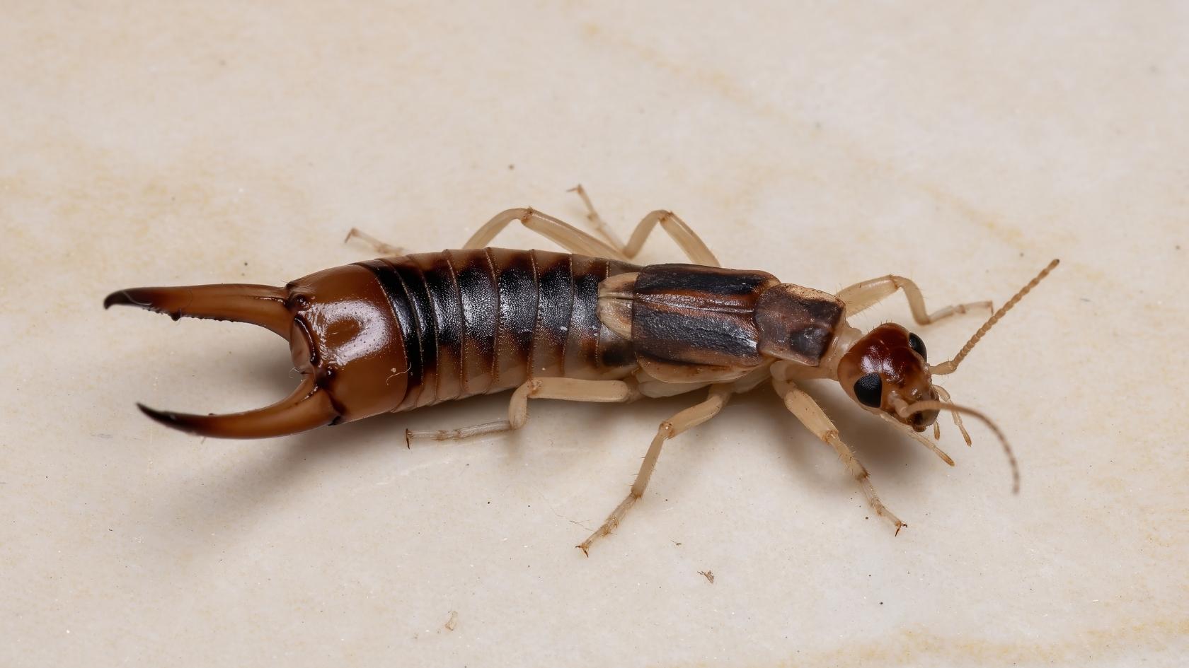 disgusting earwig