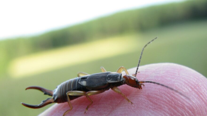 closeup image of an earwig