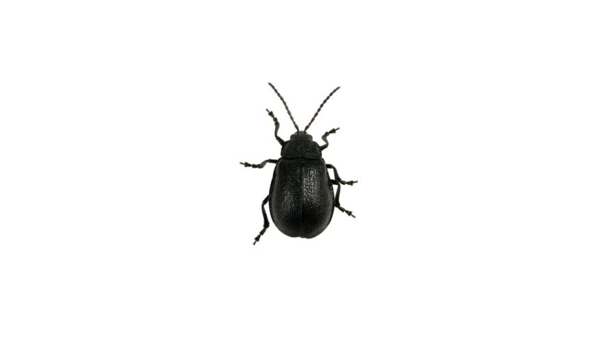 hister beetle