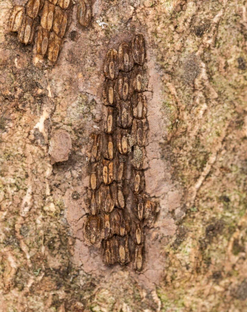 Clusters of Spotted Latternfly Egg Masses