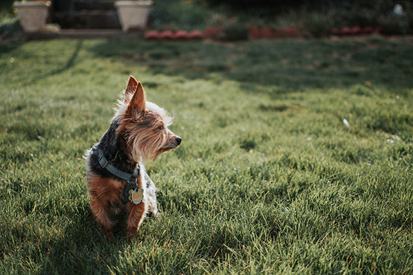 pets such as dogs can carry ticks, which can carry anaplasmosis,